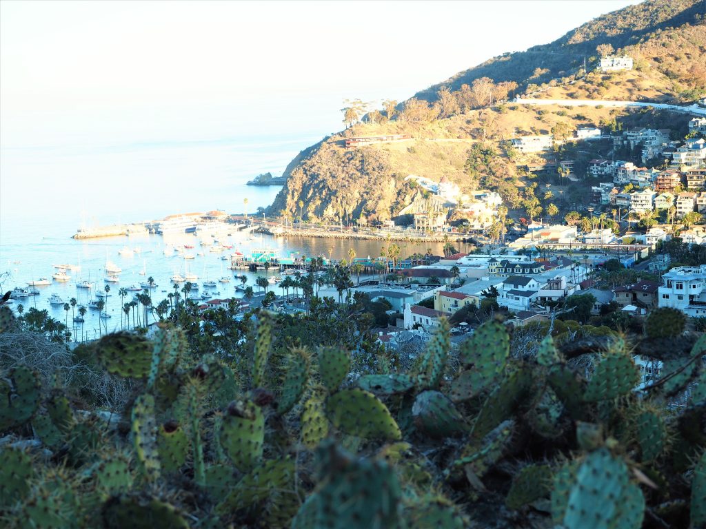 13 Fun Things to do on Catalina Island Life Beyond Home